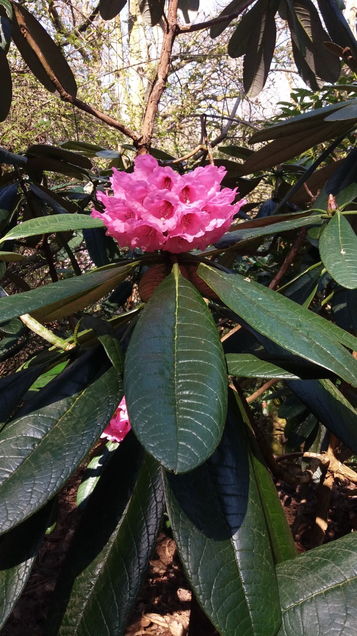 R. kesangiae